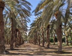 Jordan Valley- Palm Trees